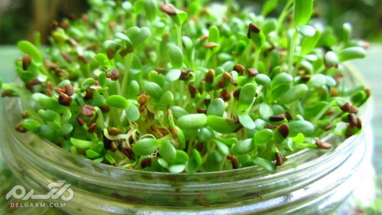 یونجه ، خواص یونجه ، فواید یونجه برای درمان بیماری ها ، alfalfa