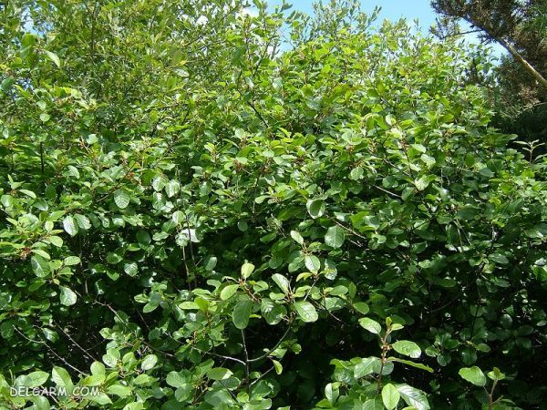  (سیاه اربه) خواص گیاه سیاه توسه 