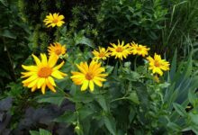 فواید دارویی و درمانی گیاه کوهی آرنیکا (2 نکته مهم)