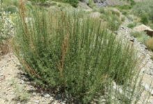 فواید دارویی و درمانی گیاه درمنه از دیدگاه طب سنتی (2 نکته مهم)