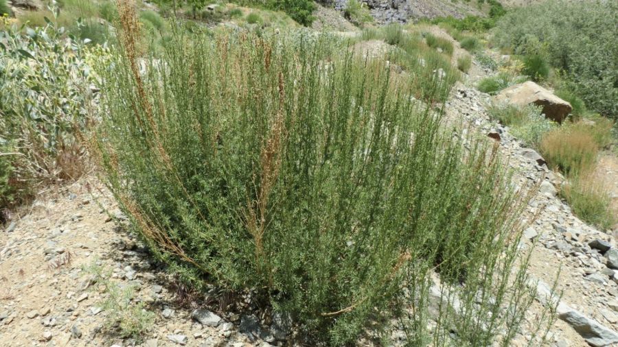 فواید دارویی و درمانی گیاه درمنه از دیدگاه طب سنتی (2 نکته مهم)