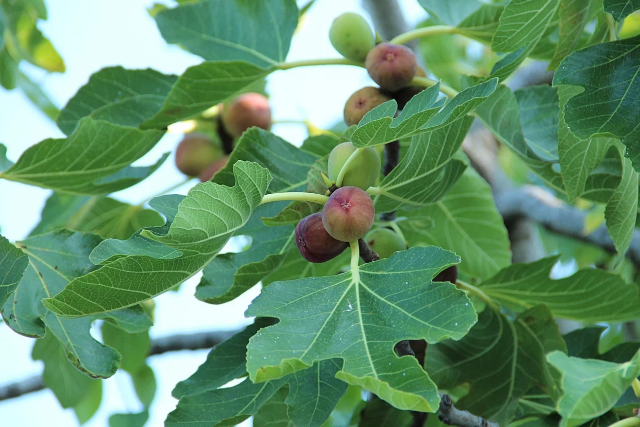 مضرات چای برگ انجیر