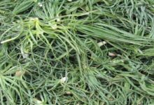 مهم ترین خواص دارویی و درمانی گیاه شنگ (2 نکته مهم)