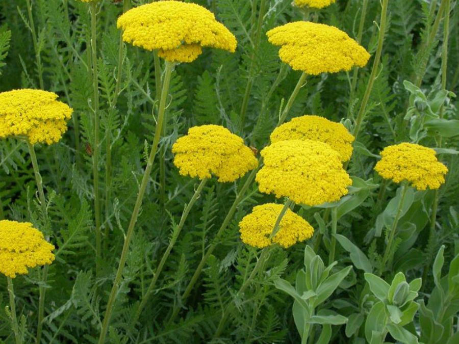 ۷مورد از خواص گیاه بومادران + عوارض آن (2 نکته مهم) ۷مورد از خواص گیاه بومادران + عوارض آن (2 نکته مهم)