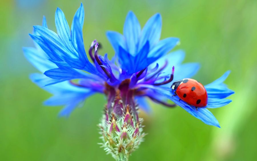 خواص باور نکردنی گیاه گل گندم (2 نکته مهم)