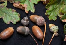 ۲۵ خاصیت دارویی و درمان باور نکردنی بلوط (Oak) آشنا شوید (2 نکته مهم)