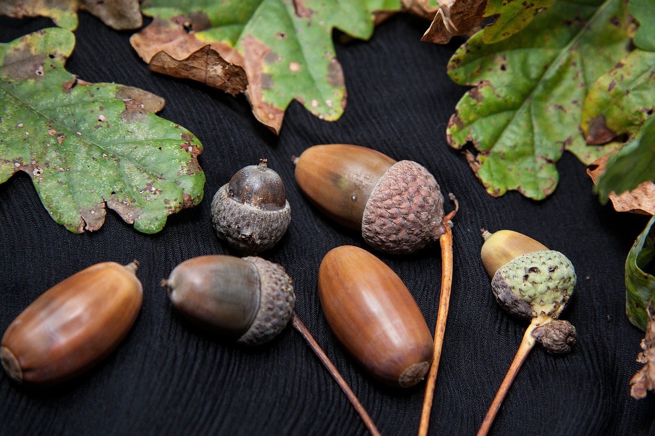 ۲۵ خاصیت دارویی و درمان باور نکردنی بلوط (Oak) آشنا شوید (2 نکته مهم)