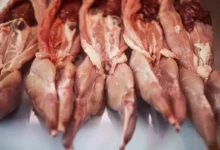 آیا خوردن گوشت خرگوش مجاز است؟ (2 نکته مهم)