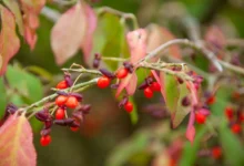 خواص بی نظیر زرشک سیاه یا زرشک کوهی برای سلامتی (2 نکته مهم)