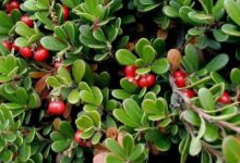 همه چیز درمورد گیاه دارویی انگور خرس (2 نکته مهم)