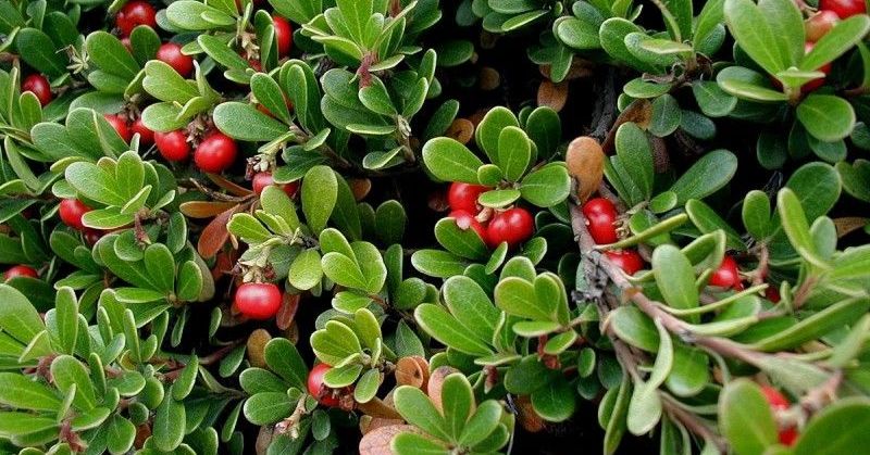 همه چیز درمورد گیاه دارویی انگور خرس (2 نکته مهم)