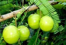 همه چیز درمورد گیاه دارویی آمله (2 نکته مهم)