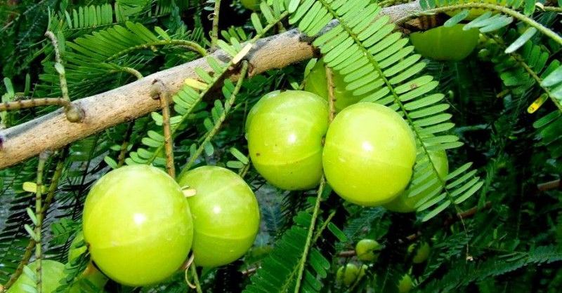 همه چیز درمورد گیاه دارویی آمله (2 نکته مهم)