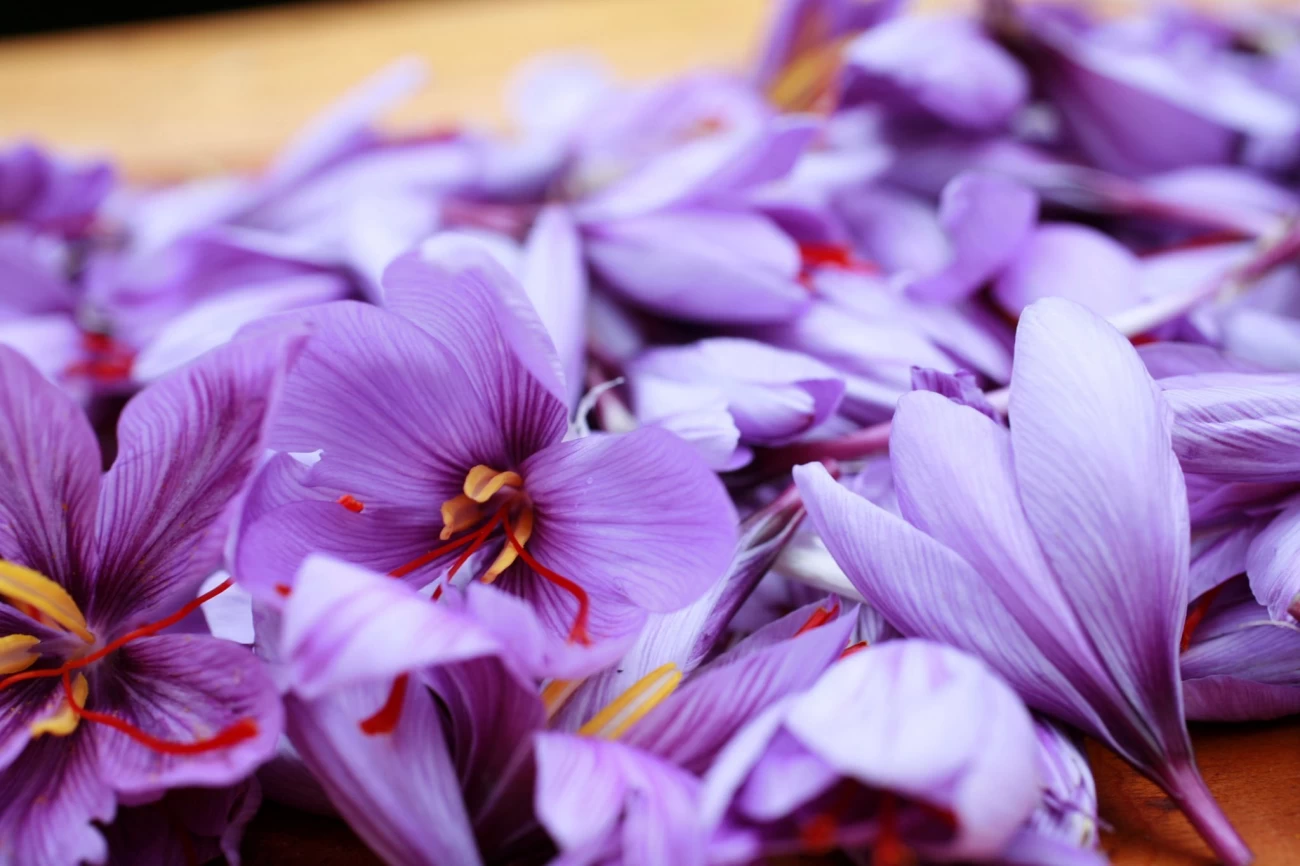 طبع زعفران در طب سنتی