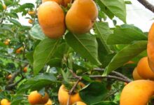برگ درخت خرمالو و این همه خاصیت ! (2 نکته مهم)
