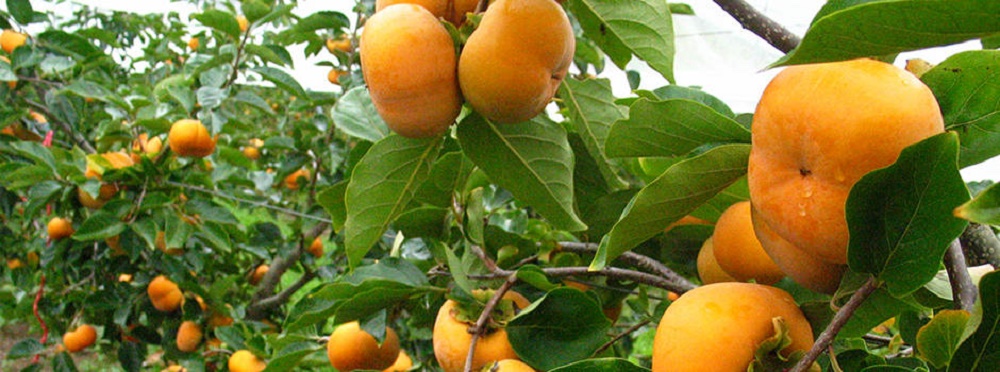 برگ درخت خرمالو و این همه خاصیت ! (2 نکته مهم) برگ درخت خرمالو و این همه خاصیت ! (2 نکته مهم)
