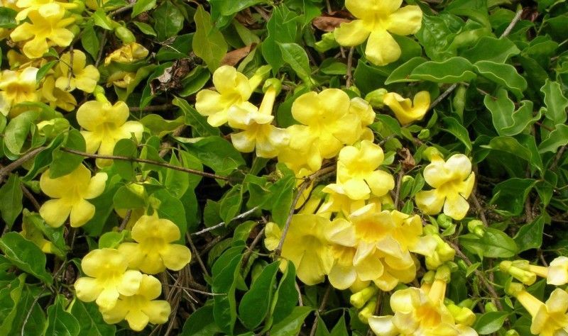 ۶ خاصیت معجزه آسای گیاه پنجه گربه (2 نکته مهم) ۶ خاصیت معجزه آسای گیاه پنجه گربه (2 نکته مهم)