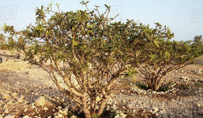 ۱۵ خاصیت باورنکردنی کندر برای درمان بیماری ها (2 نکته مهم) کندر,صمغ کندر,درخت کندر,گیاه کندر