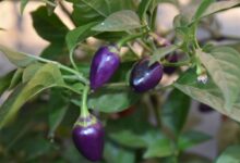 کاربرد فلفل آبی و معجزات آن برای بهبود بیماری نقرس و روماتیسم (2 نکته مهم)