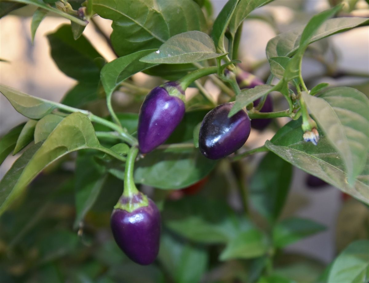 کاربرد فلفل آبی و معجزات آن برای بهبود بیماری نقرس و روماتیسم (2 نکته مهم) کاربرد فلفل آبی و معجزات آن برای بهبود بیماری نقرس و روماتیسم (2 نکته مهم)