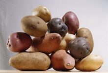 خطرات خوردن بعضی از سیب زمینی ها را جدی بگیرید! (2 نکته مهم)
