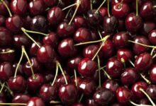 حقایقی باور نکردنی از خواص گیلاس سیاه برای سلامتی (2 نکته مهم)
