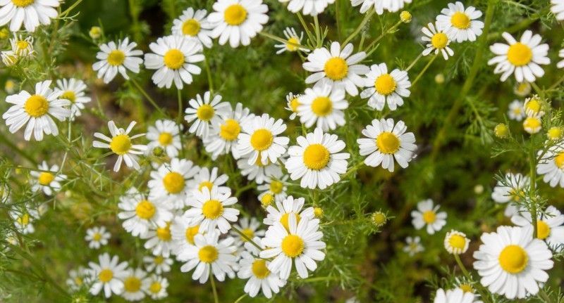 ۵۴ خاصیت حیرت انگیز بابونه برای درمان بیماری ها (2 نکته مهم) ۵۴ خاصیت حیرت انگیز بابونه برای درمان بیماری ها (2 نکته مهم)