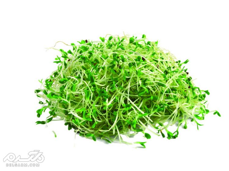 دانه یونجه,جوانه یونجه
