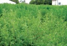 ۹ خاصیت اسرار آمیز یونجه برای درمان بیماری ها (2 نکته مهم)