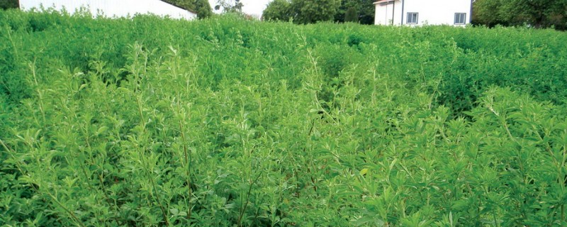 ۹ خاصیت اسرار آمیز یونجه برای درمان بیماری ها (2 نکته مهم) ۹ خاصیت اسرار آمیز یونجه برای درمان بیماری ها (2 نکته مهم)