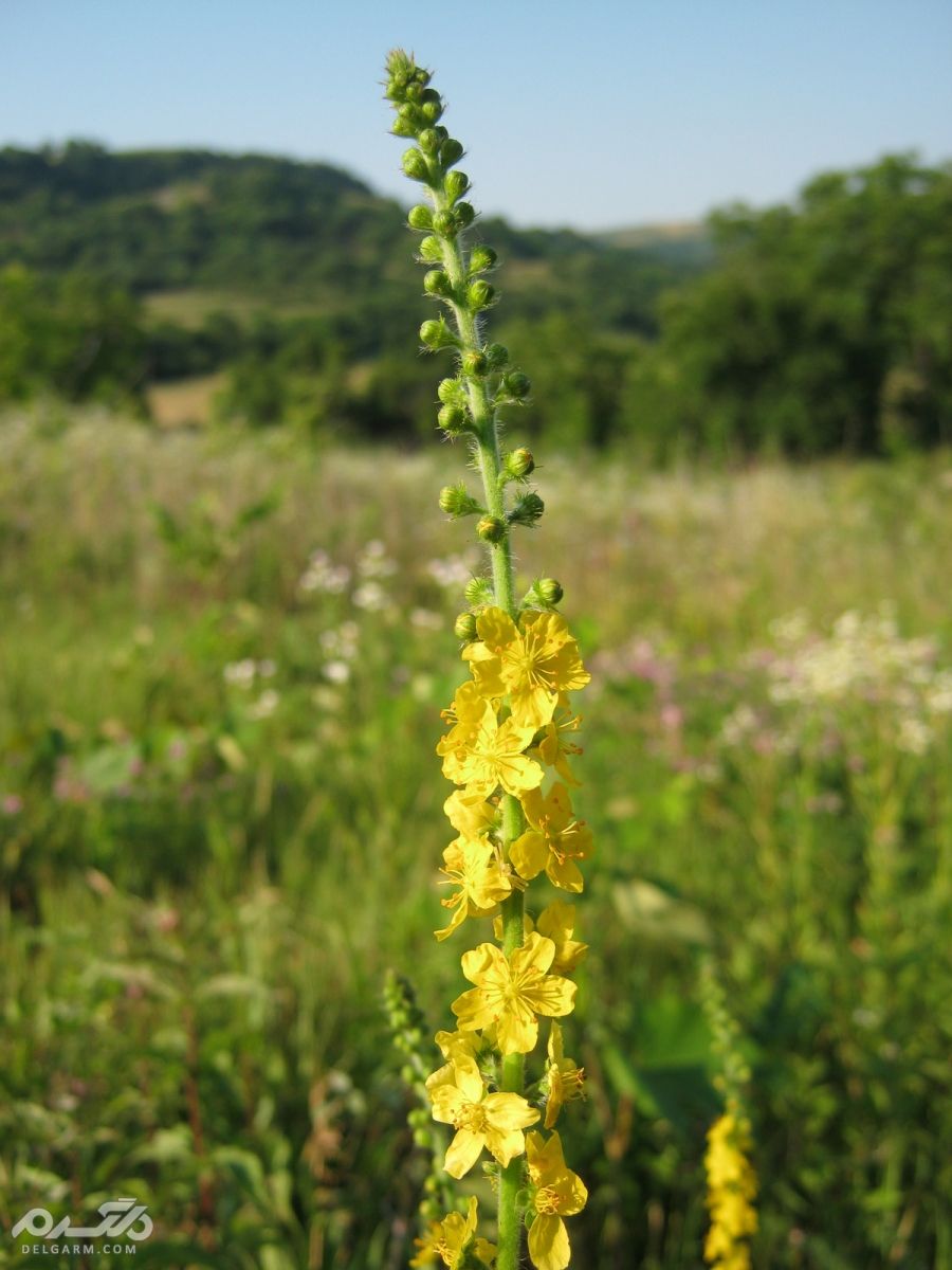 آشنایی با خواص دارویی گیاه غافث