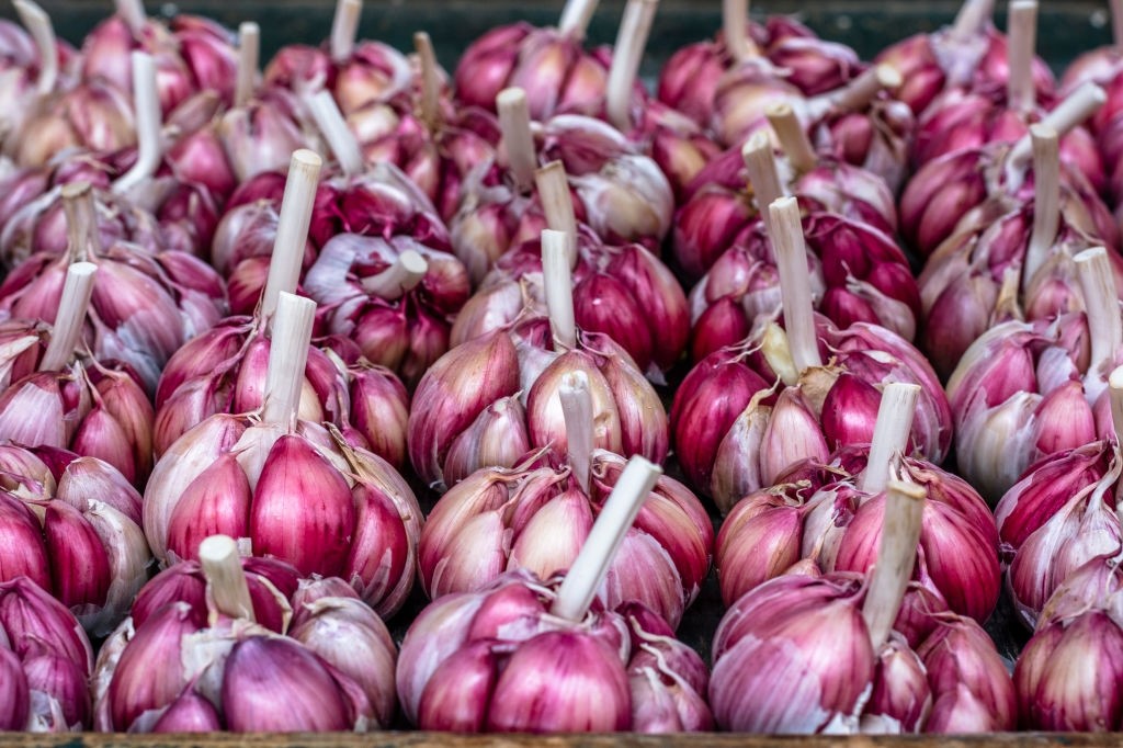 23 خاصیت اثبات شده دارویی درمانی سیر قرمز یا بنفش (2 نکته مهم)