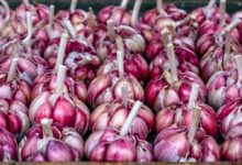 23 خاصیت اثبات شده دارویی درمانی سیر قرمز یا بنفش (2 نکته مهم)
