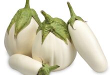 27 خاصیت بی نظیر بادمجان سفید برای سلامتی (2 نکته مهم)