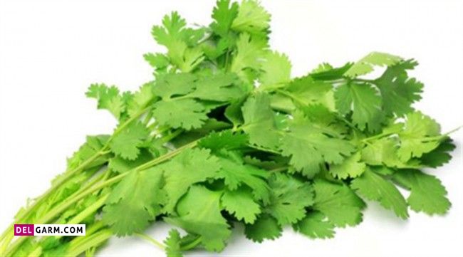تفاوت اصلی بین جعفری و گشنیز در چیست ؟ (2 نکته مهم) فرق جعفری و گشنیز