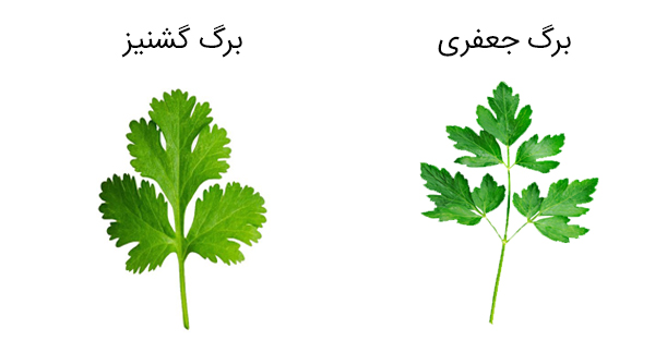 تفاوت گشنیز و جعفری