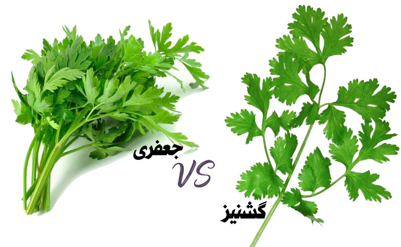 تفاوت اصلی بین جعفری و گشنیز در چیست ؟ (2 نکته مهم)