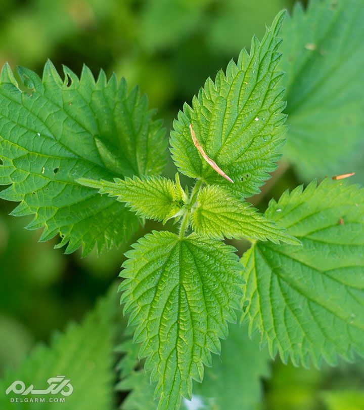 خواص بی نظیر عرق گزنه