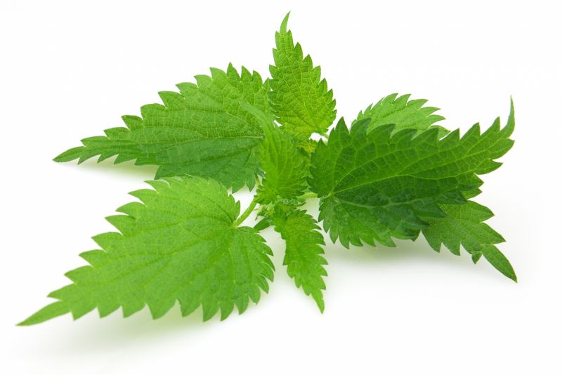 خواص دارویی و درمانی عرق گزنه (2 نکته مهم)