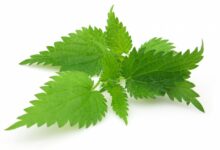 خواص دارویی و درمانی عرق گزنه (2 نکته مهم)