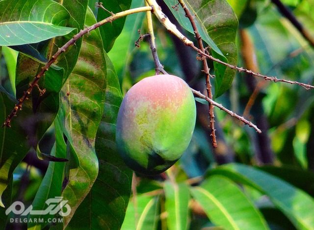 14 گیاه مفید برای درمان هیپوگلیسمی (قند خون پایین) (2 نکته مهم) برگ درخت انبه