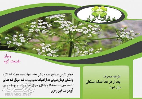 زنیان