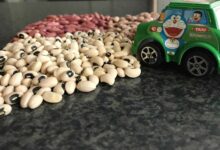 مصرف حبوبات برای سلامتی کودکان چقدر خوب است؟ (2 نکته مهم)