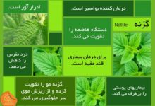 26 خاصیت جادویی گیاه گزنه برای سلامت بدن (2 نکته مهم)