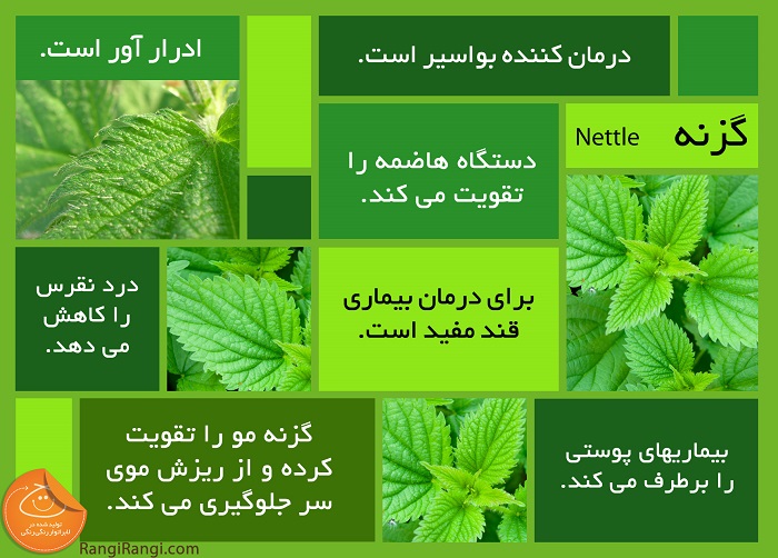 26 خاصیت جادویی گیاه گزنه برای سلامت بدن (2 نکته مهم)