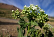 خواص دارویی و درمانی گیاه مچه (2 نکته مهم)
