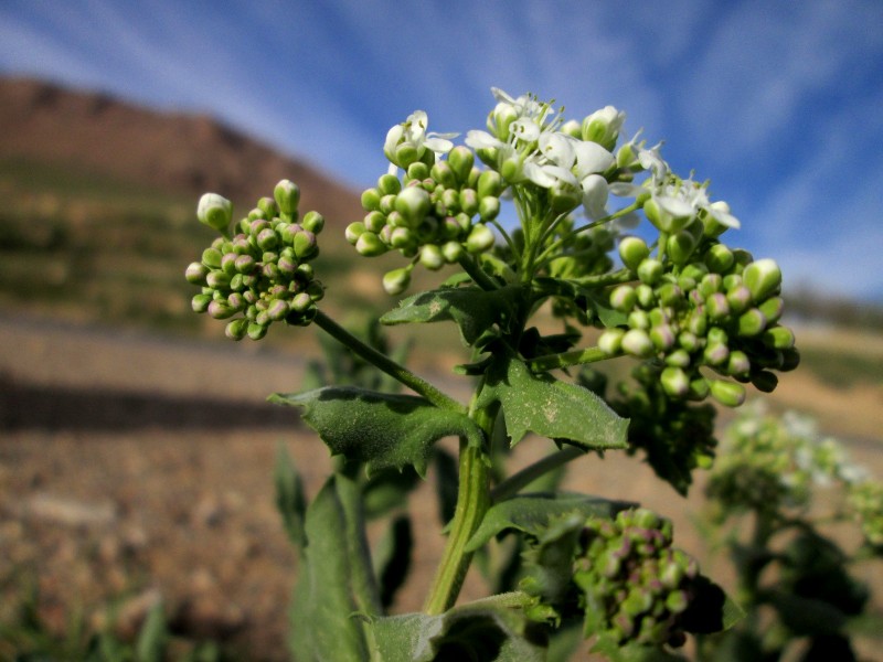 خواص دارویی و درمانی گیاه مچه (2 نکته مهم)