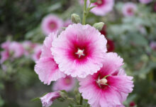 خواص گل ختمی و فواید آن برای پوست و مو (2 نکته مهم)