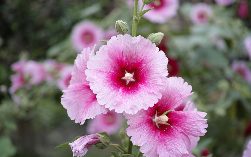 خواص گل ختمی و فواید آن برای پوست و مو (2 نکته مهم)