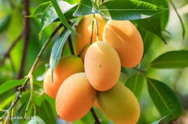 برگ انبه / خواص برگ انبه